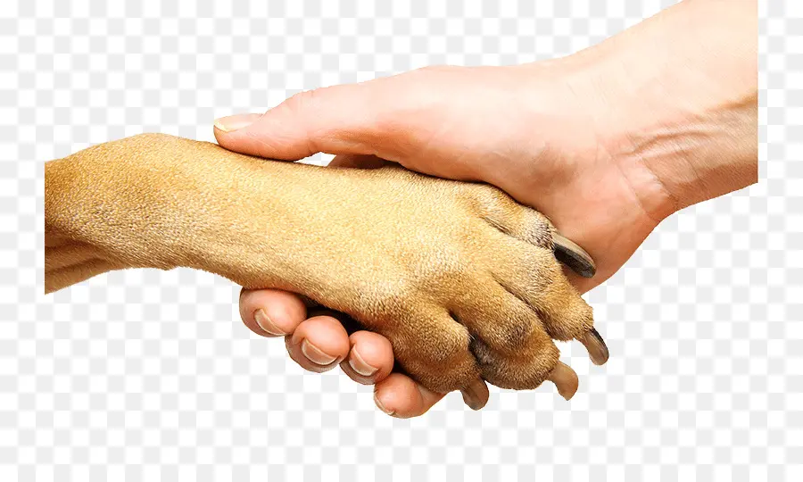 Pata De Perro Y Mano Humana，Amistad PNG