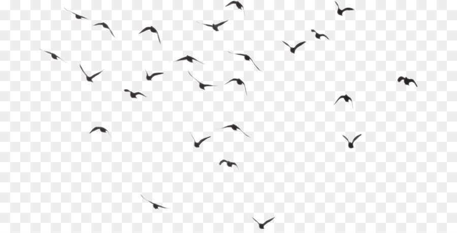 Aves，Vuelo PNG