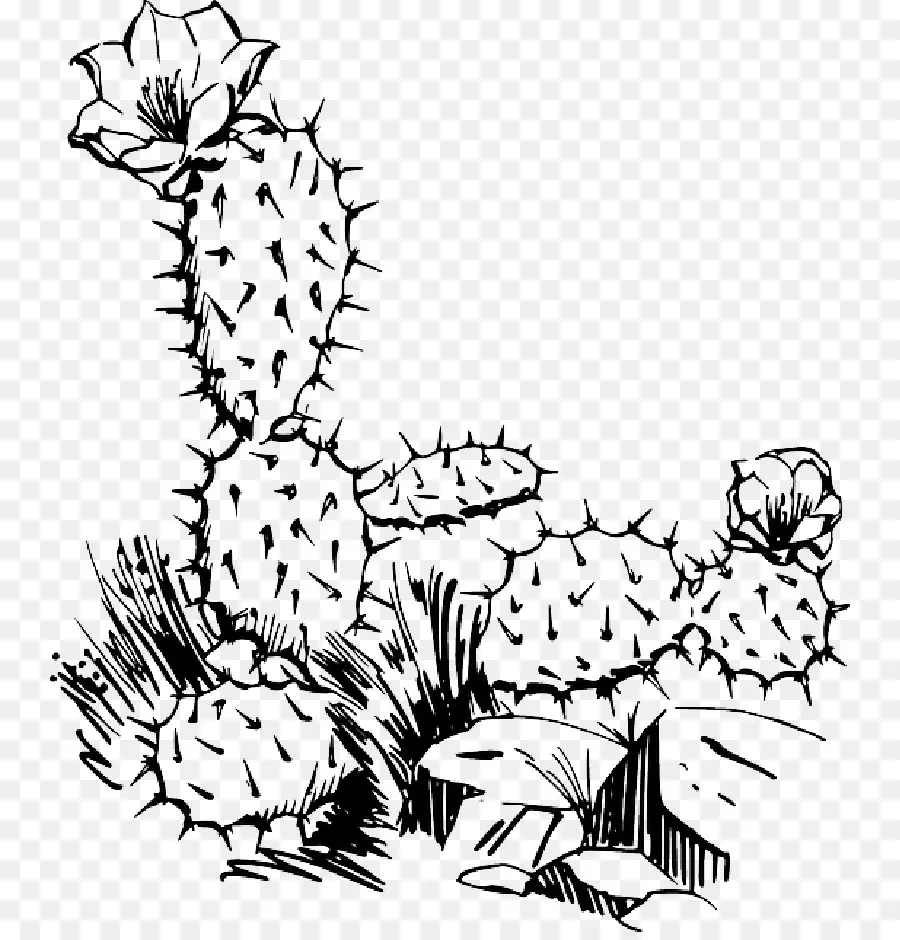 Cactus，Cactus Cactus PNG