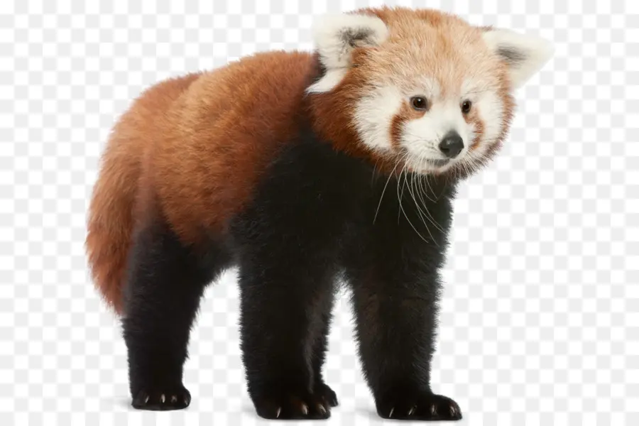 Panda Rojo，Panda Gigante PNG