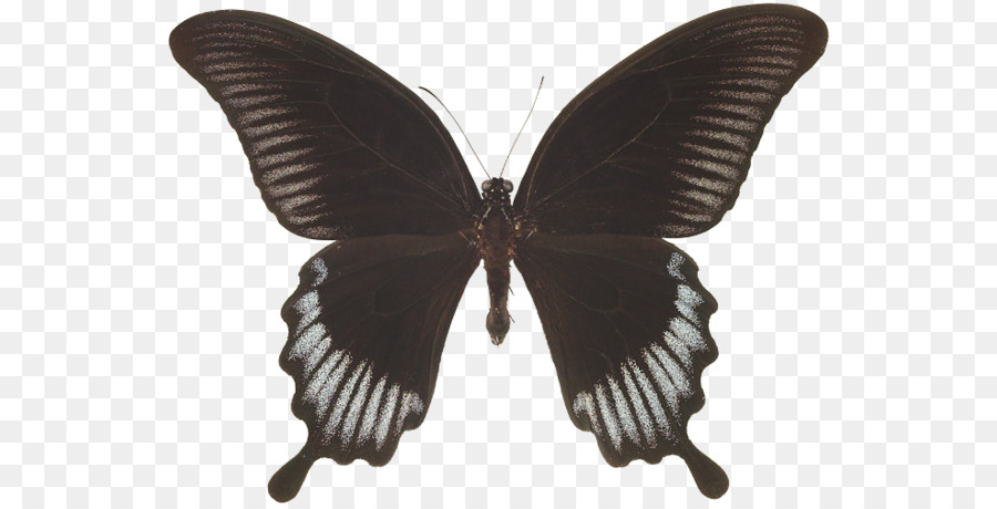 Mariposa，Insecto PNG