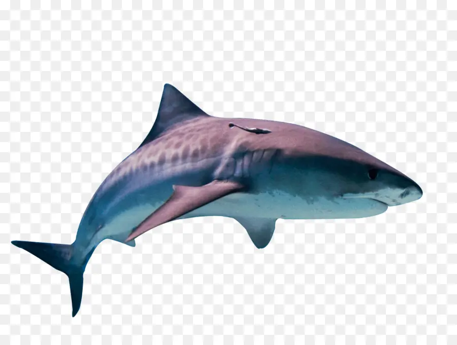 Tiburón，Océano PNG