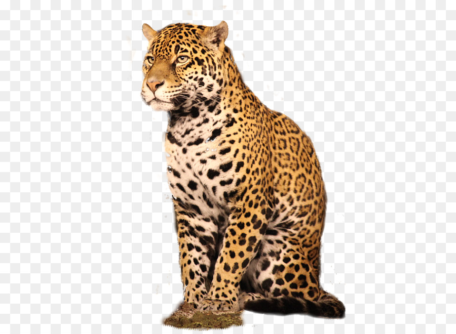 Leopardo，Cañutillo PNG