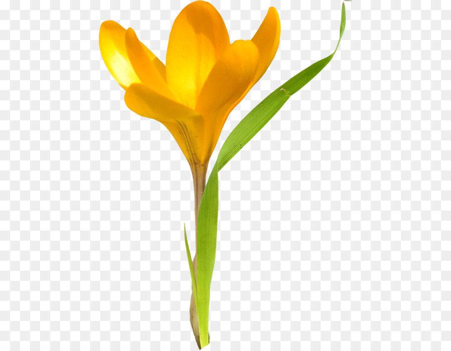 Tulipán，Flor PNG