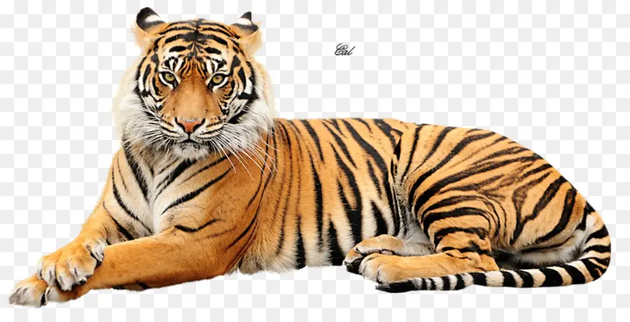 Tigre，Cachorro PNG