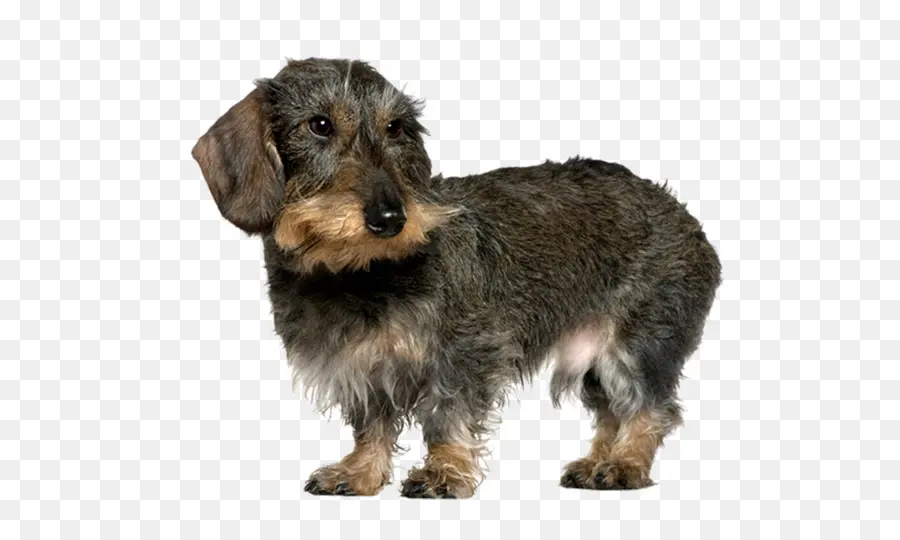 Perro Salchicha，Mascota PNG