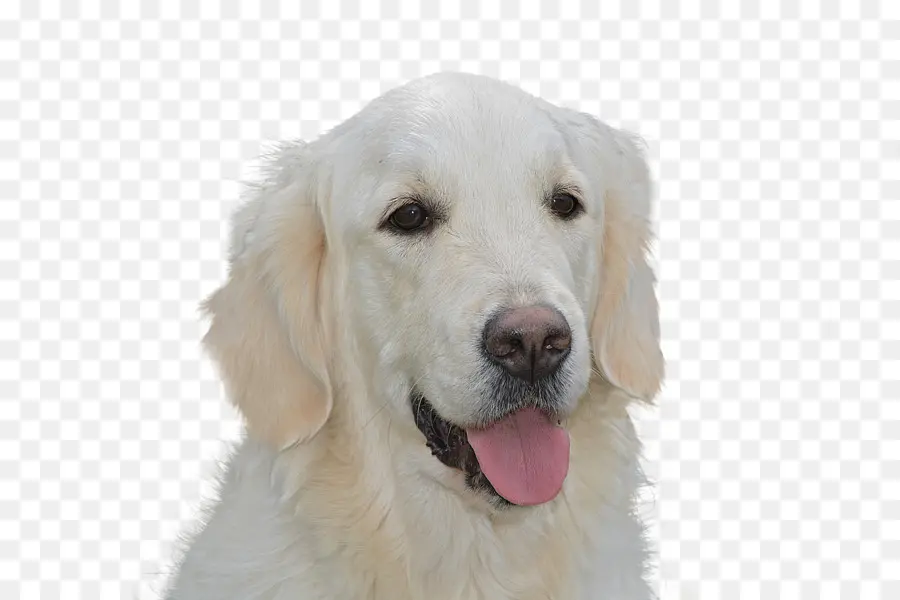 Golden Retriever，Labrador Retriever PNG