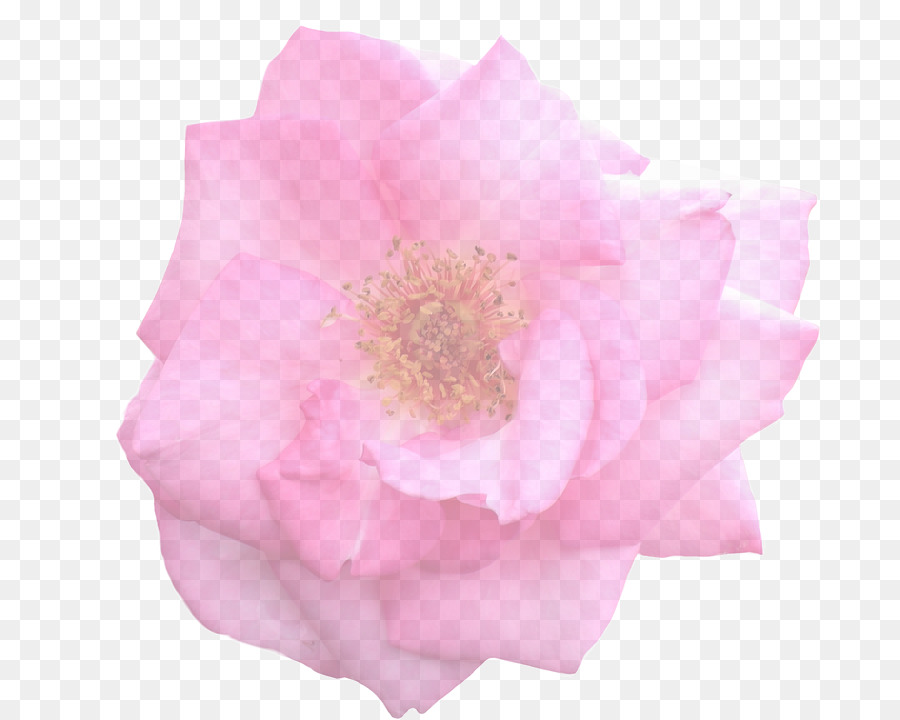 Rosas De Jardín，Rosa De Repollo PNG