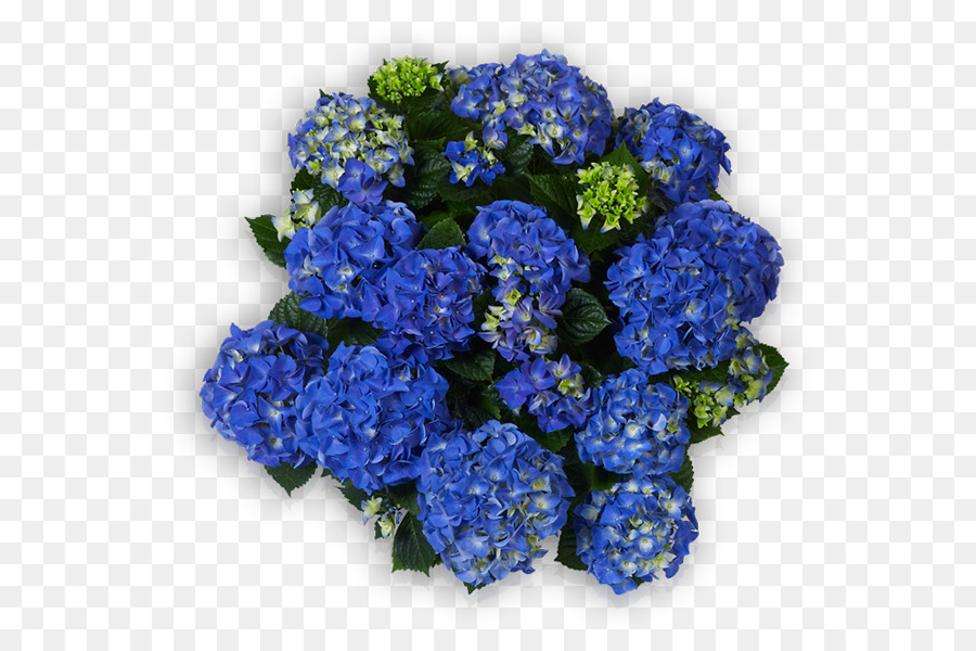 Hortensia，Azul PNG