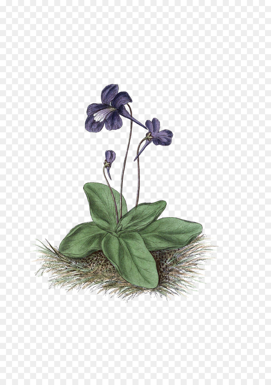 Flor，Violeta PNG