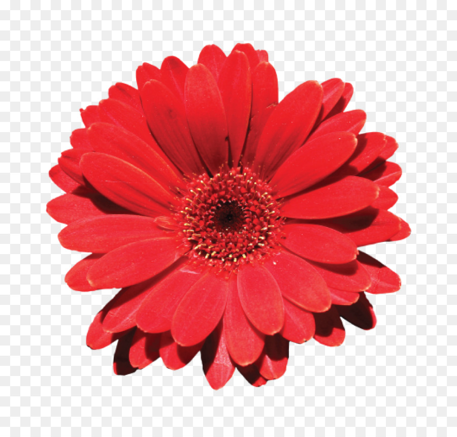 Familia Daisy，Flor PNG