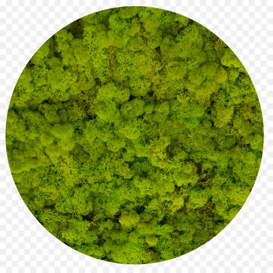 Musgo，Verde PNG