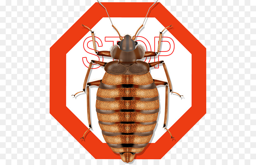 Insecto，Cucaracha PNG