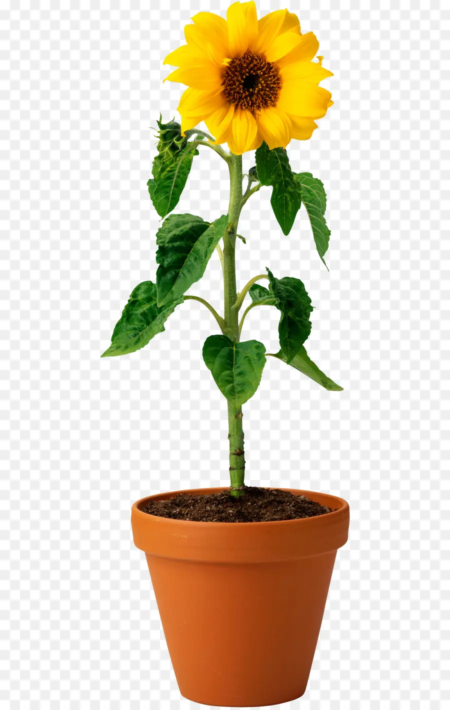 Girasol，Amarillo PNG