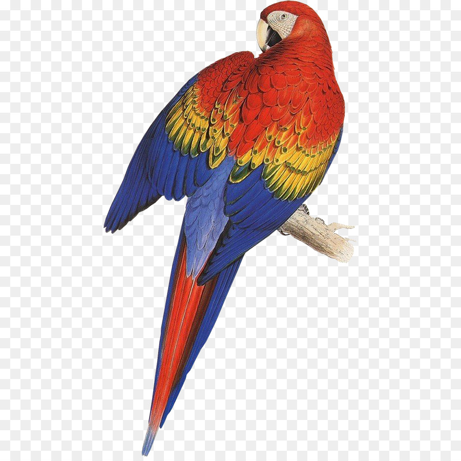 Pájaro，Cacatúa PNG