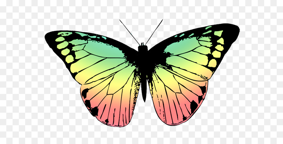 Mariposa，Dibujo PNG