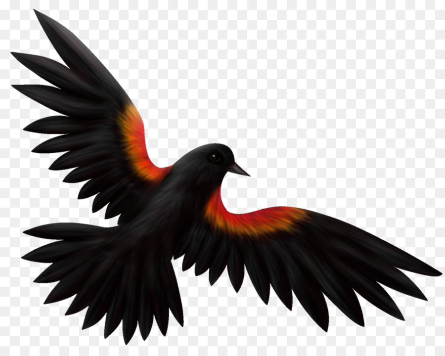 Blackbird De Ala Roja，Dibujo PNG