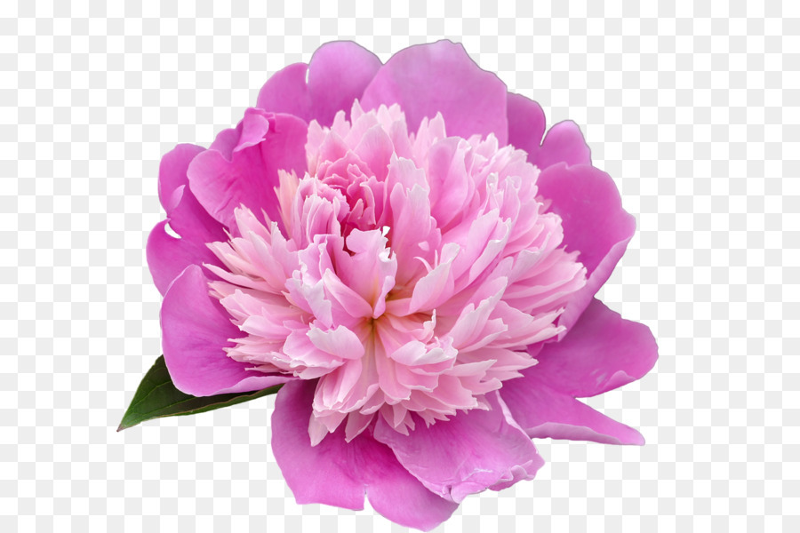 Flor Rosa，Florecer PNG