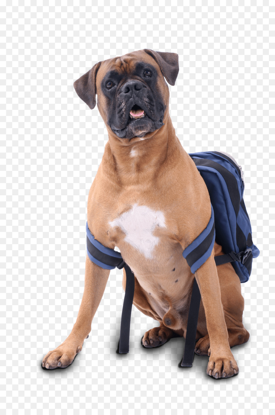 Boerboel，Boxer PNG