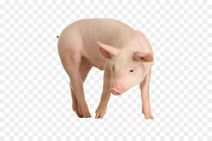 Cerdito，Cerdo PNG