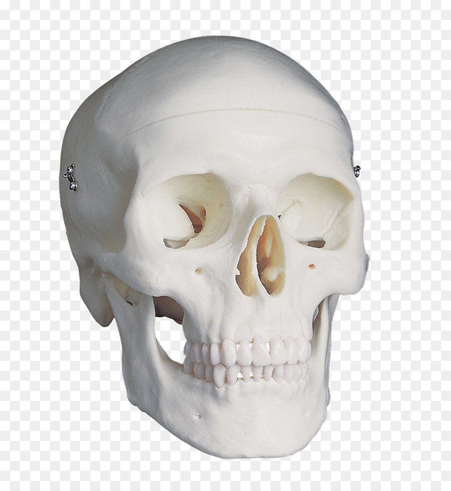 Cráneo，Anatomía PNG