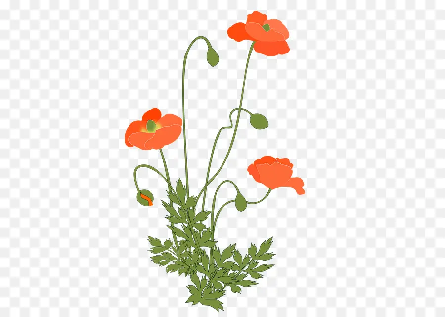 Amapolas，Planta PNG