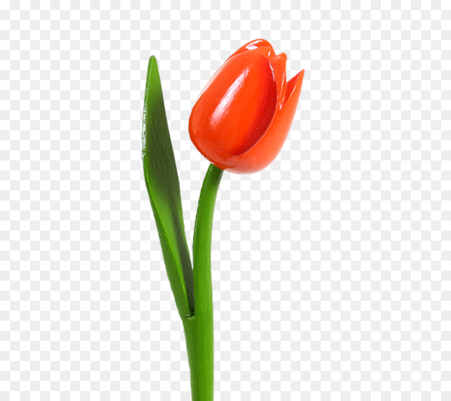 Tulip，Pétalo PNG