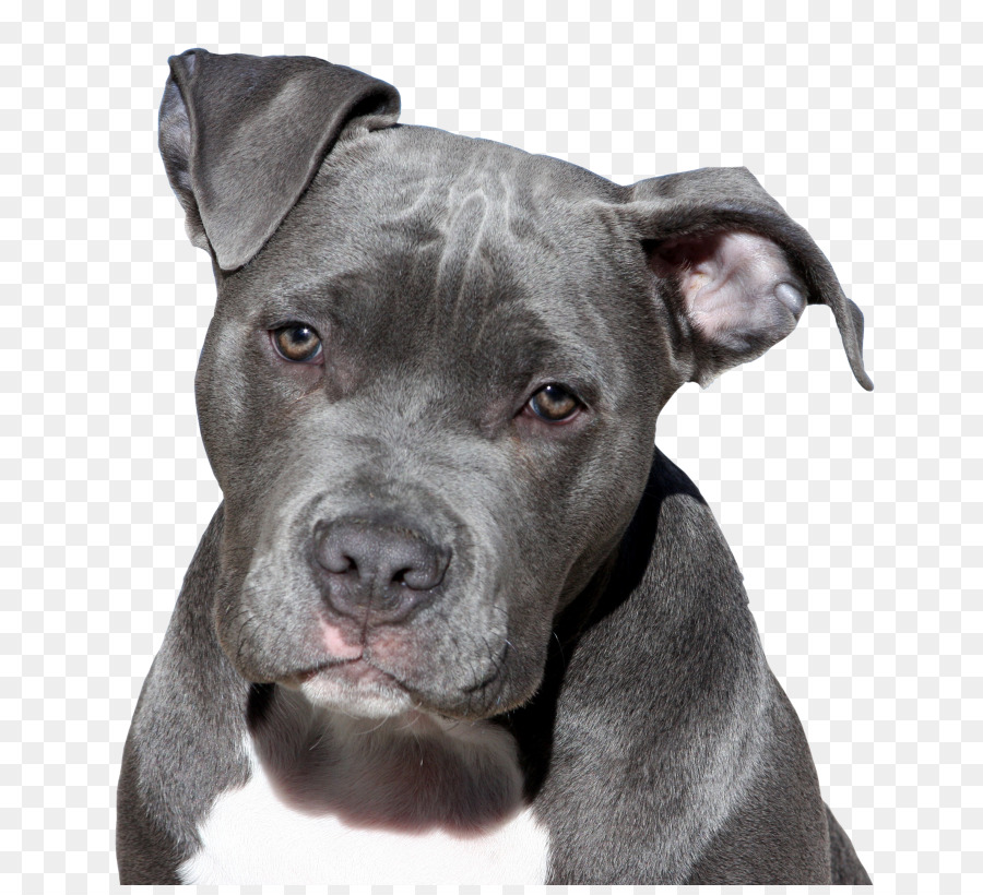 Pit Bull，American Pit Bull Terrier PNG