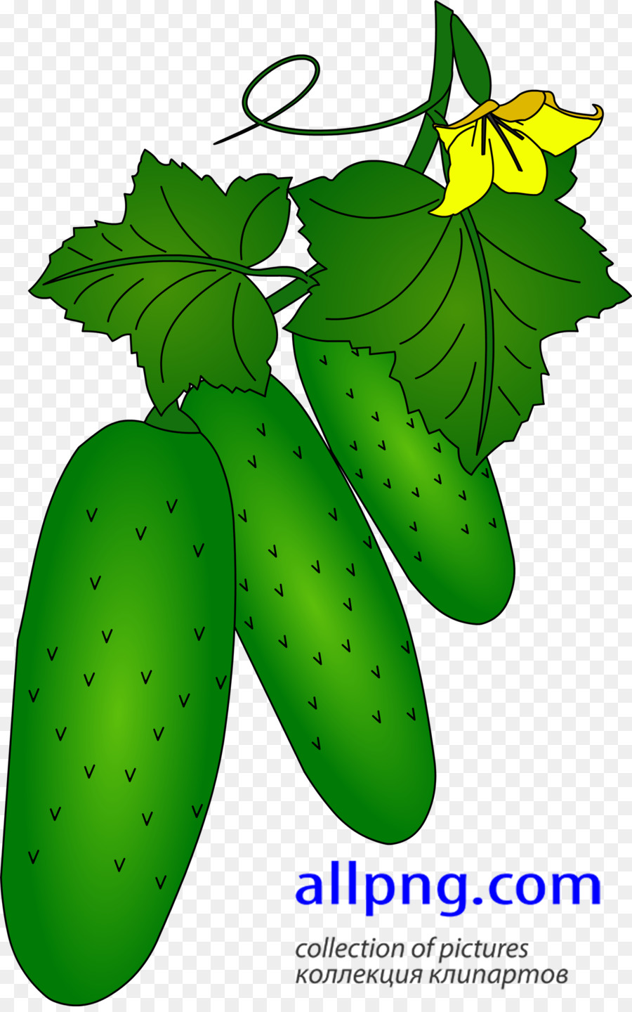 Hoja，Fruta PNG