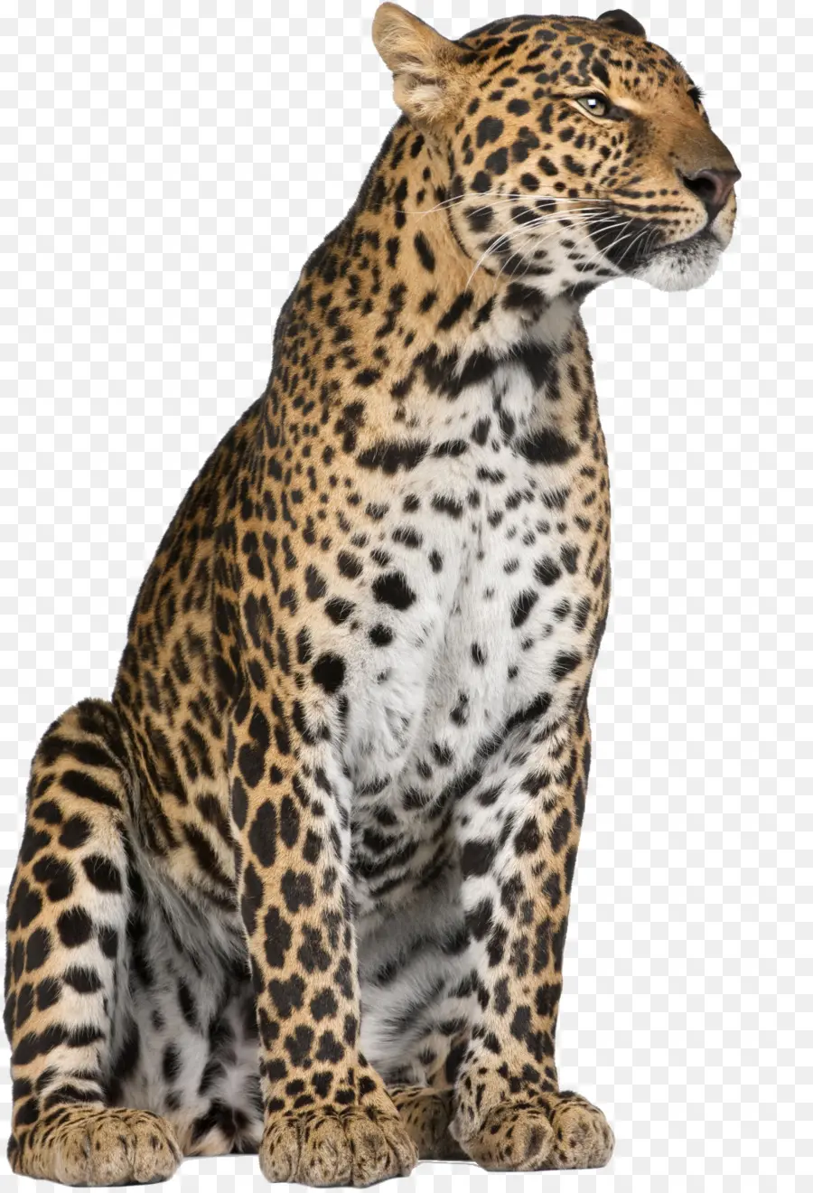 Leopardo，Jaguar PNG