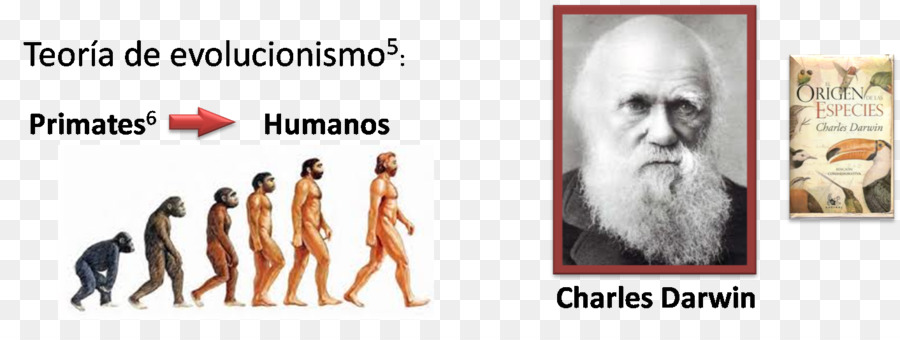 En El Origen De Las Especies，Evolución Humana PNG