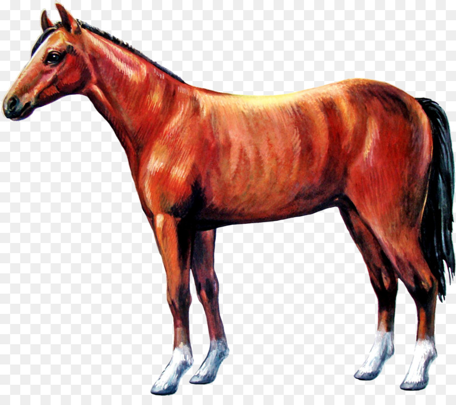 Caballo，Equino PNG