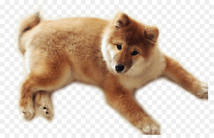 Cachorro，Golden Retriever PNG