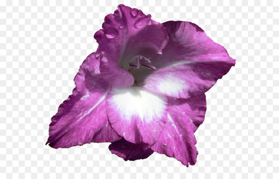 Iris，Gladiolo PNG