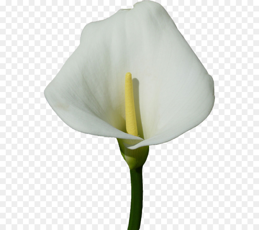 Arumlily，Lirio PNG