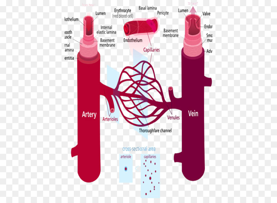 Enfermedad De La Arteria Periférica，Vaso Sanguíneo PNG