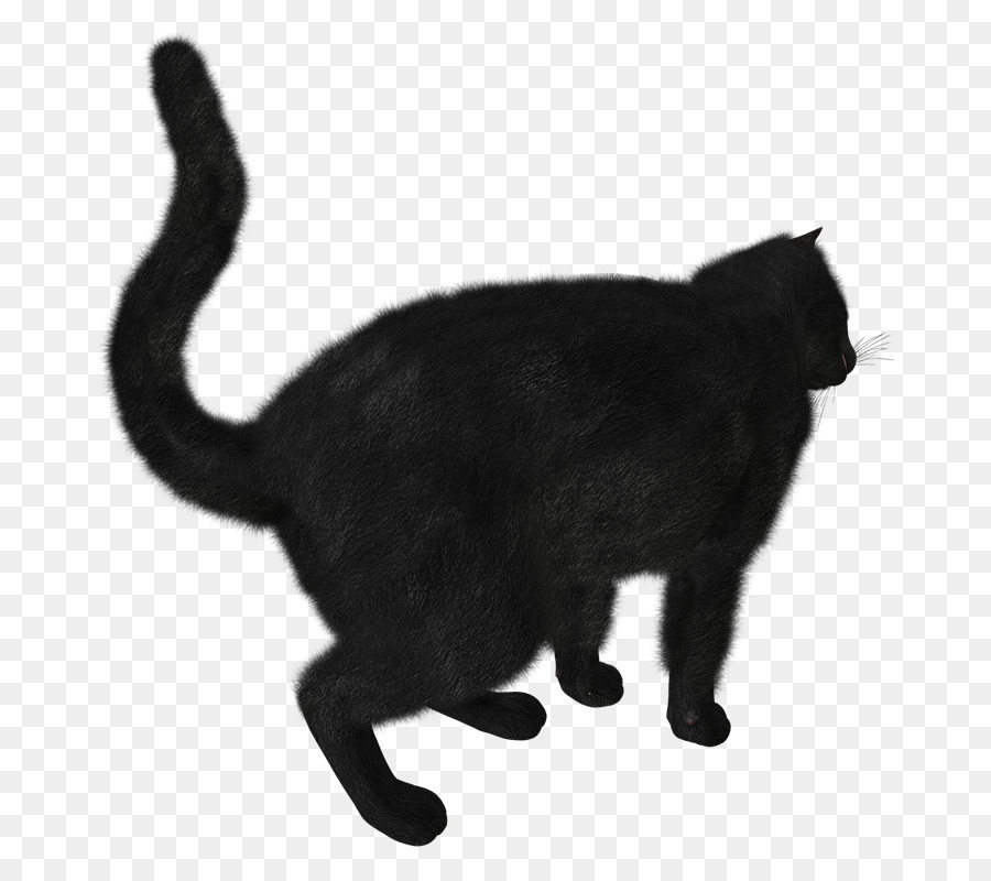 Gato，Gato Negro PNG