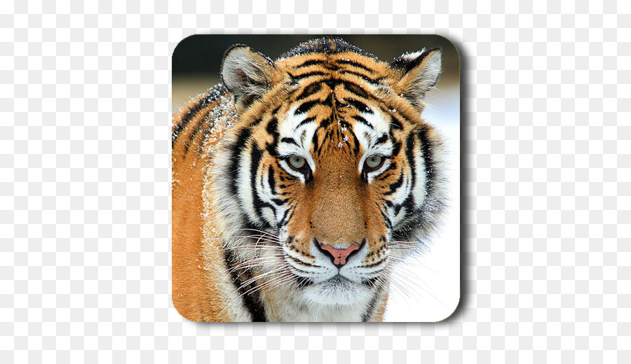 Tigre，Animal PNG