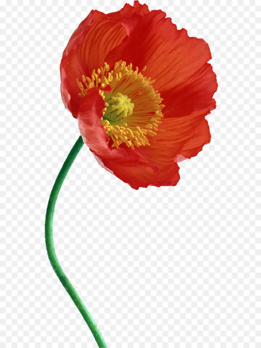 Amapola，Iphone 7 PNG