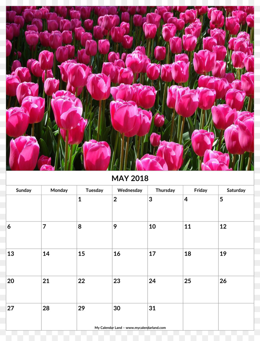 Tulipán，Calendario PNG