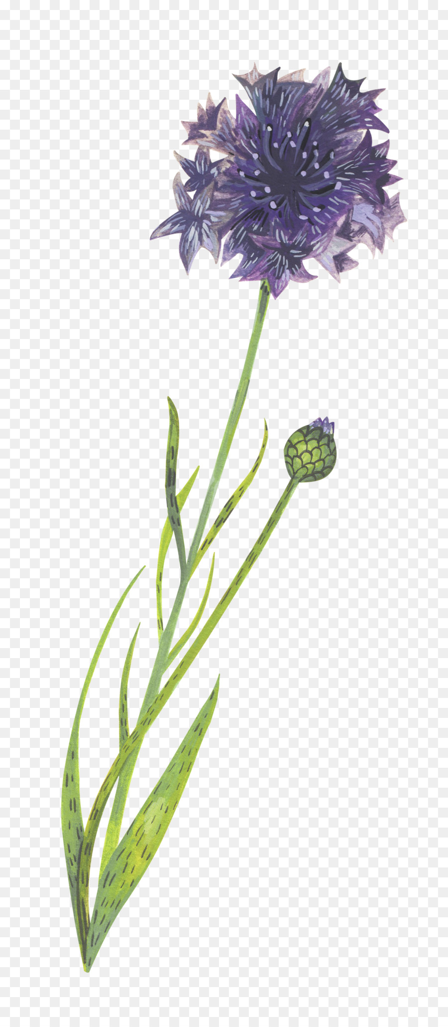 Florecimiento De Maíz，Dibujo PNG