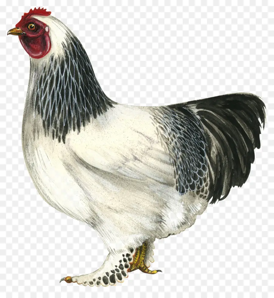 Pollo Blanco，Aves De Corral PNG