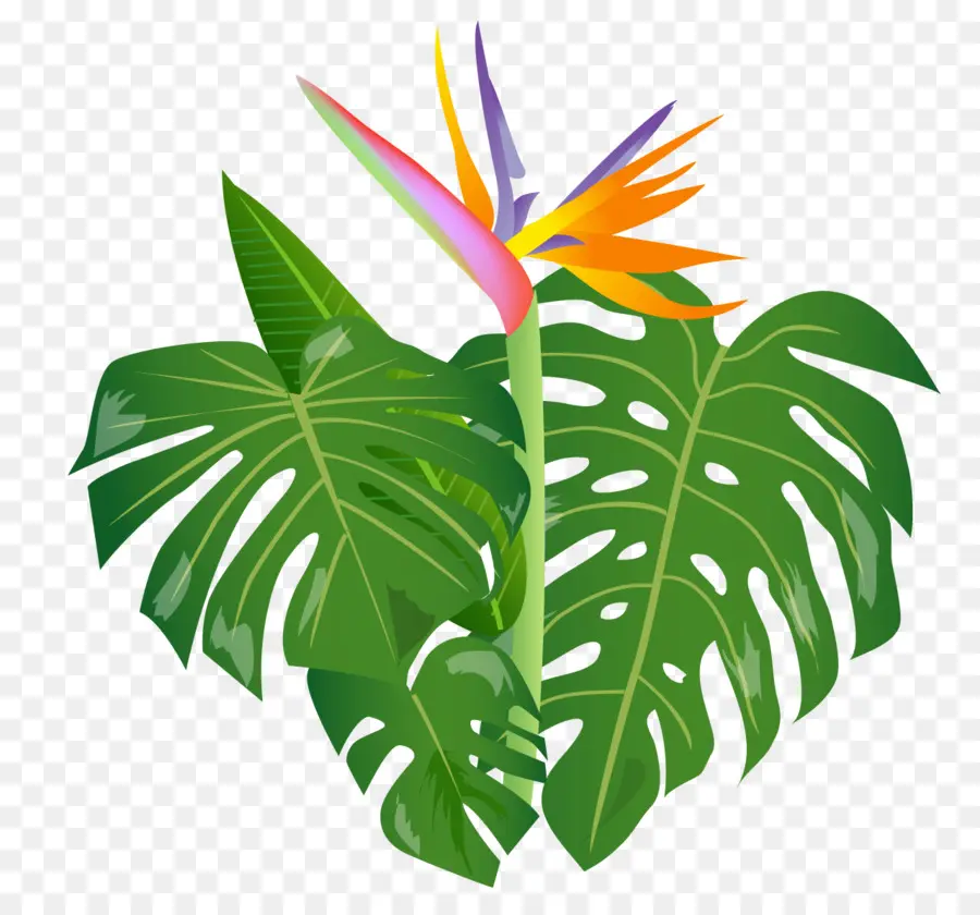 Ave Del Paraíso，Flor PNG