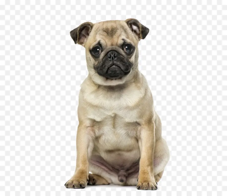 Cachorro Pug，Lindo PNG