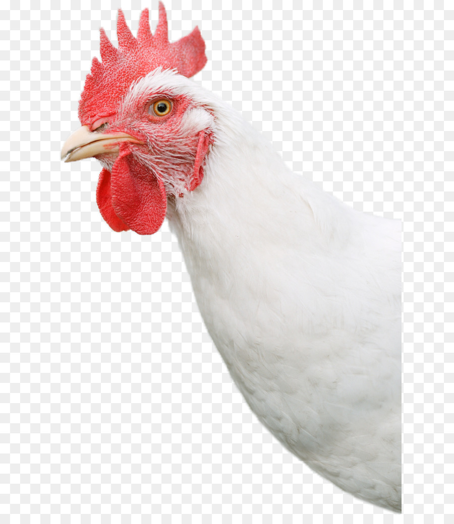 Pollo Blanco，Gallina PNG