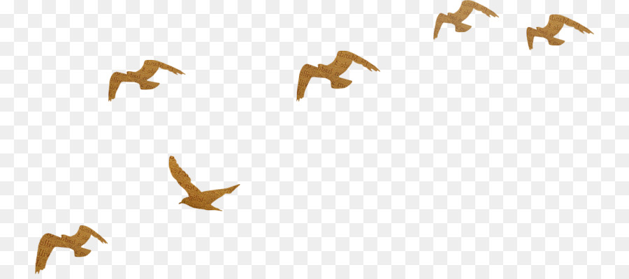 Aves Voladoras，Rebaño PNG