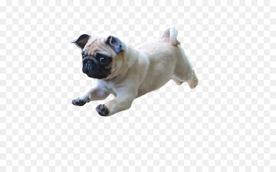 Doguillo，Cachorro PNG