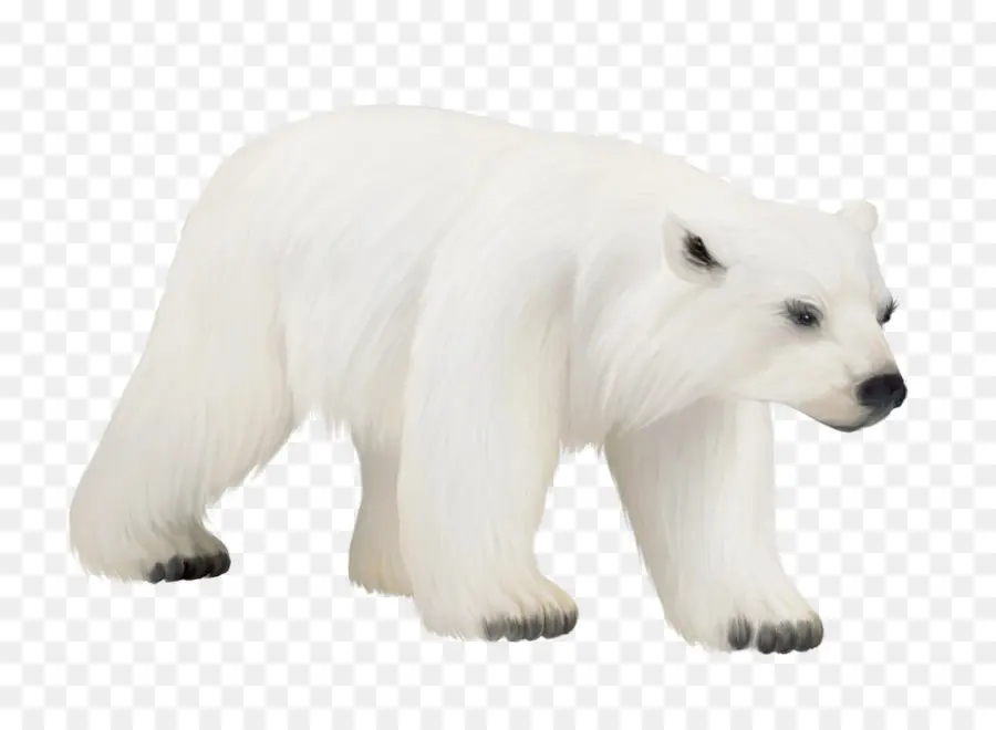 Oso Polar，Oso PNG