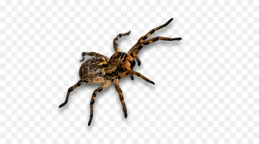 Araña，Arácnido PNG