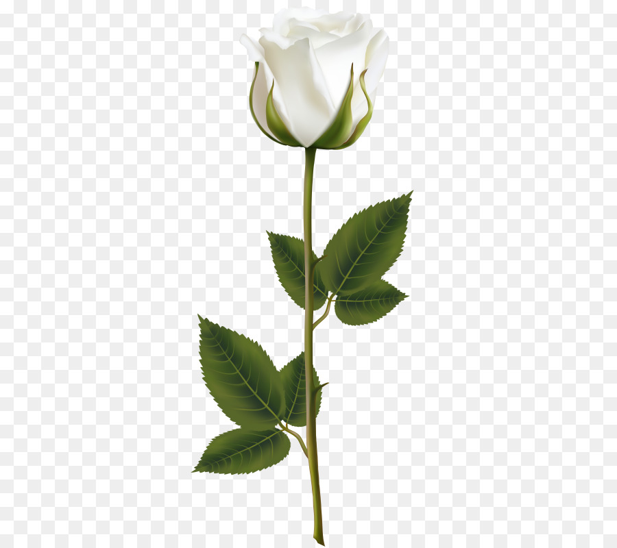 Rosa Blanca，Provenir PNG